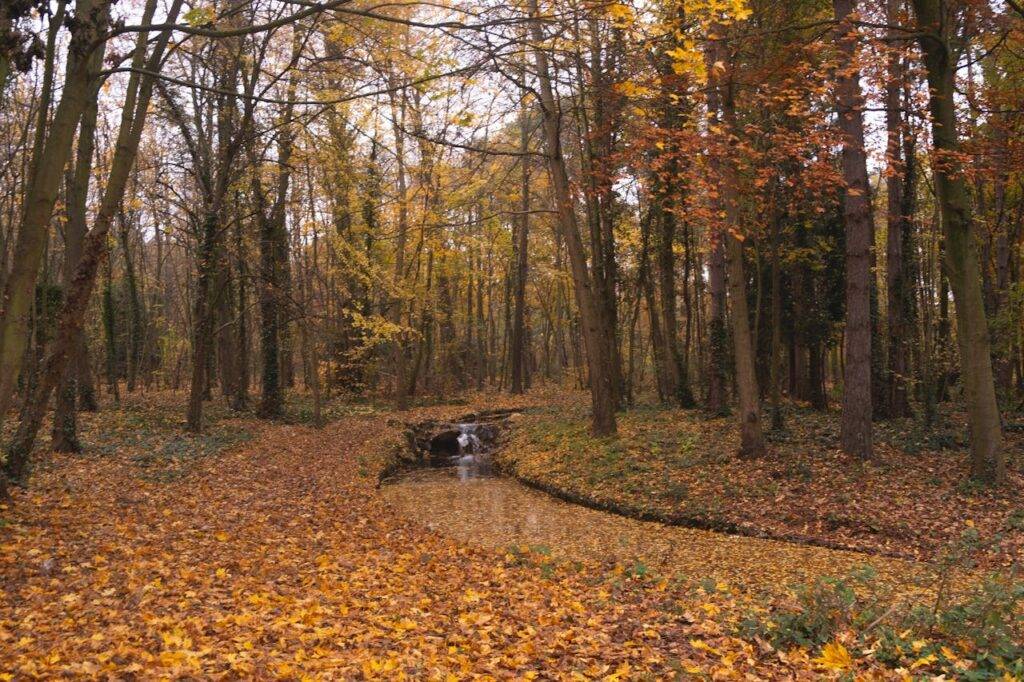 foret paris
