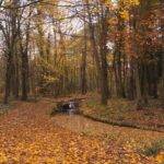 foret paris