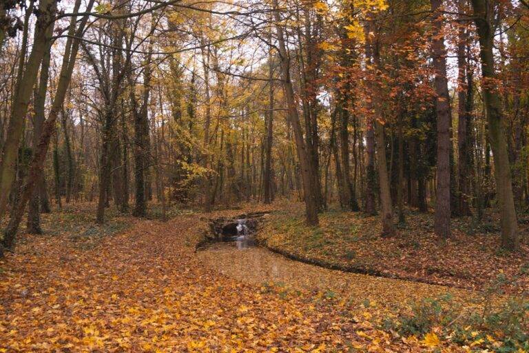 foret paris