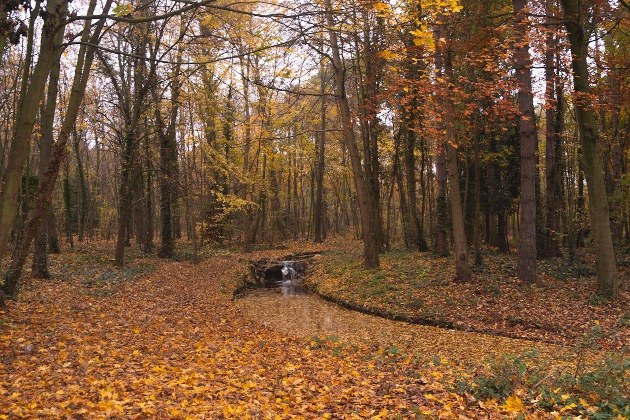 foret paris
